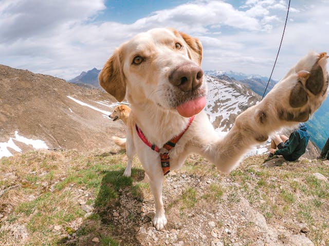 Dog pawing at camera at the top of a mountain.